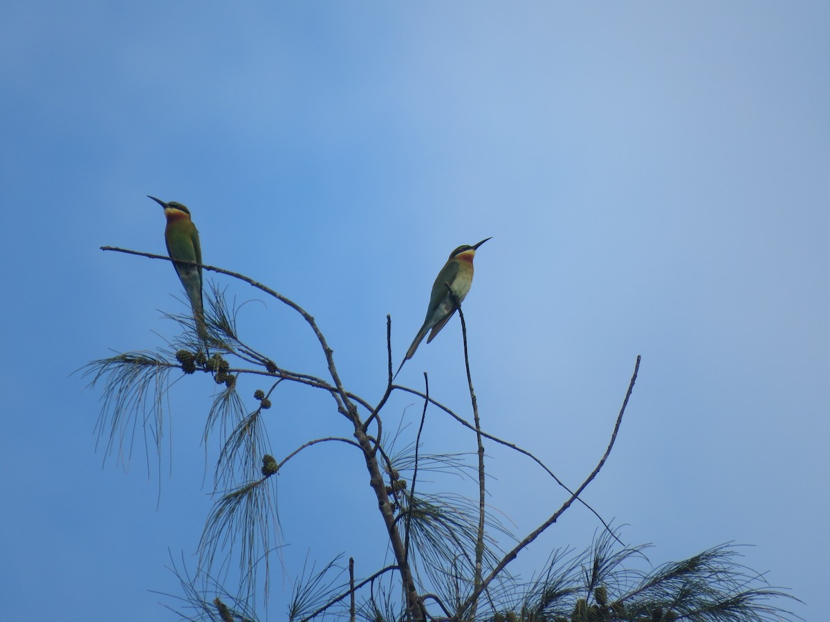 Blue-tailed Bee-eater - Bob Hargis