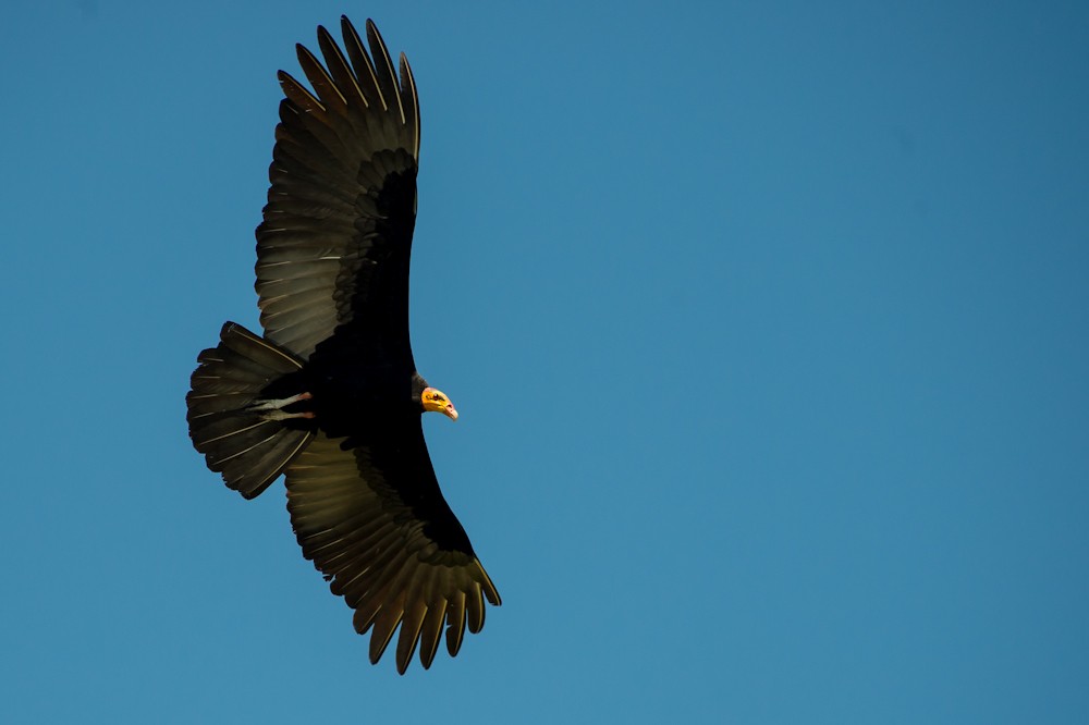 Greater Yellow-headed Vulture - ML145175511
