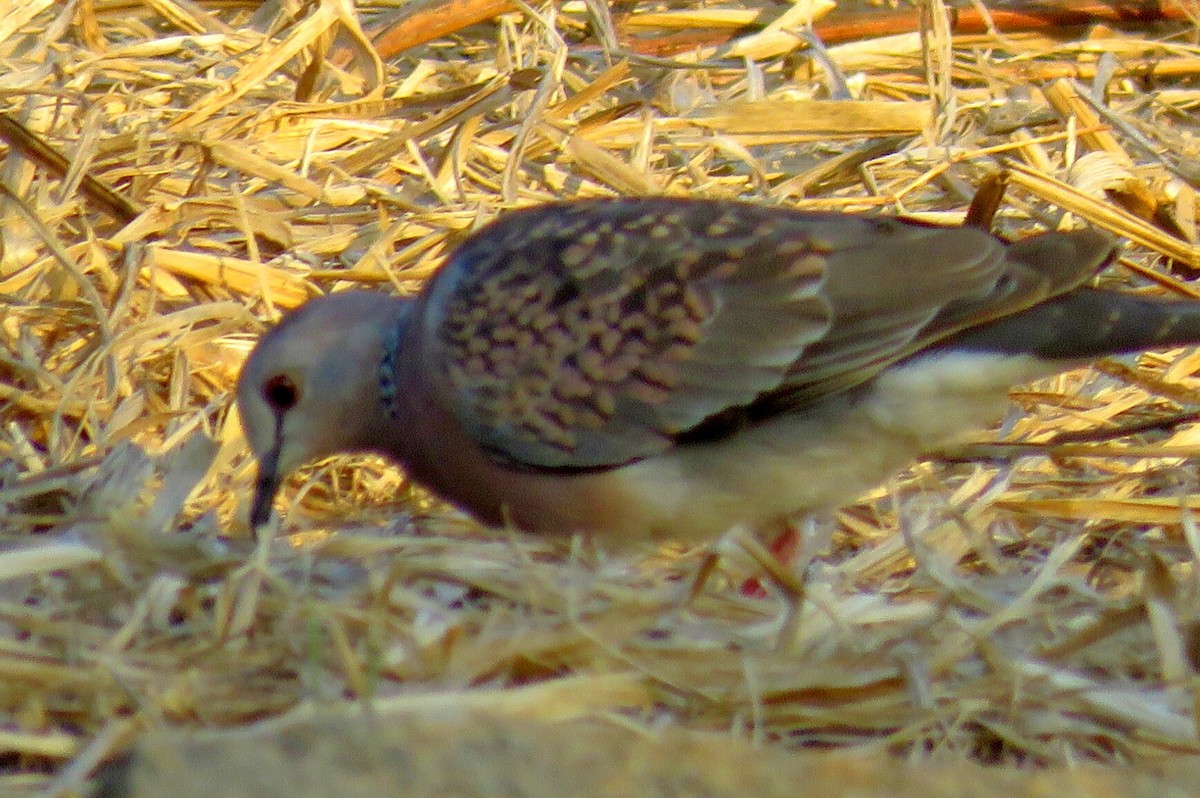 Spotted Dove - ML145176131