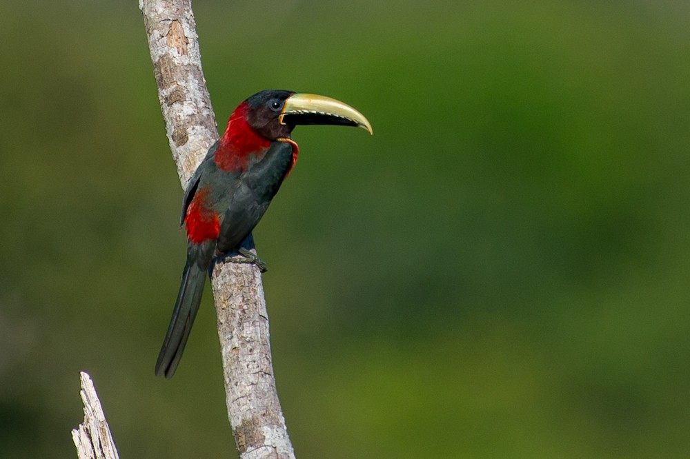 Red-necked Aracari - ML145176601