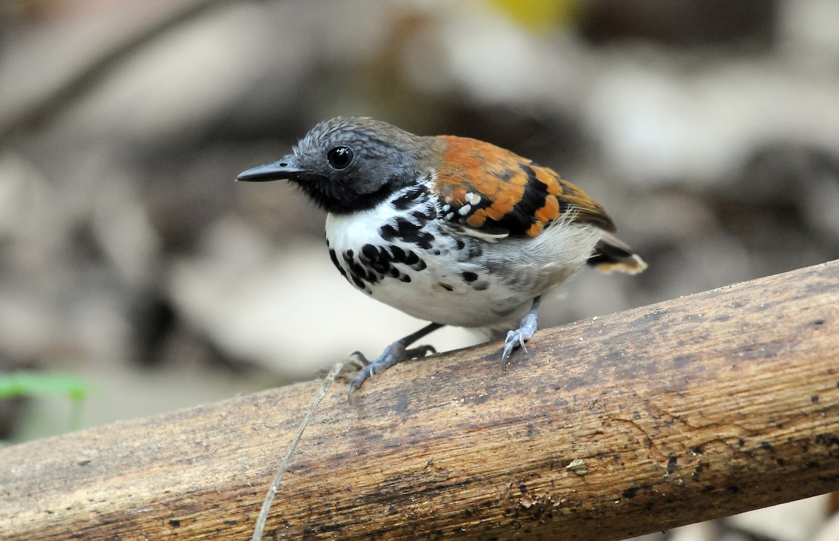 Spotted Antbird - ML145176941