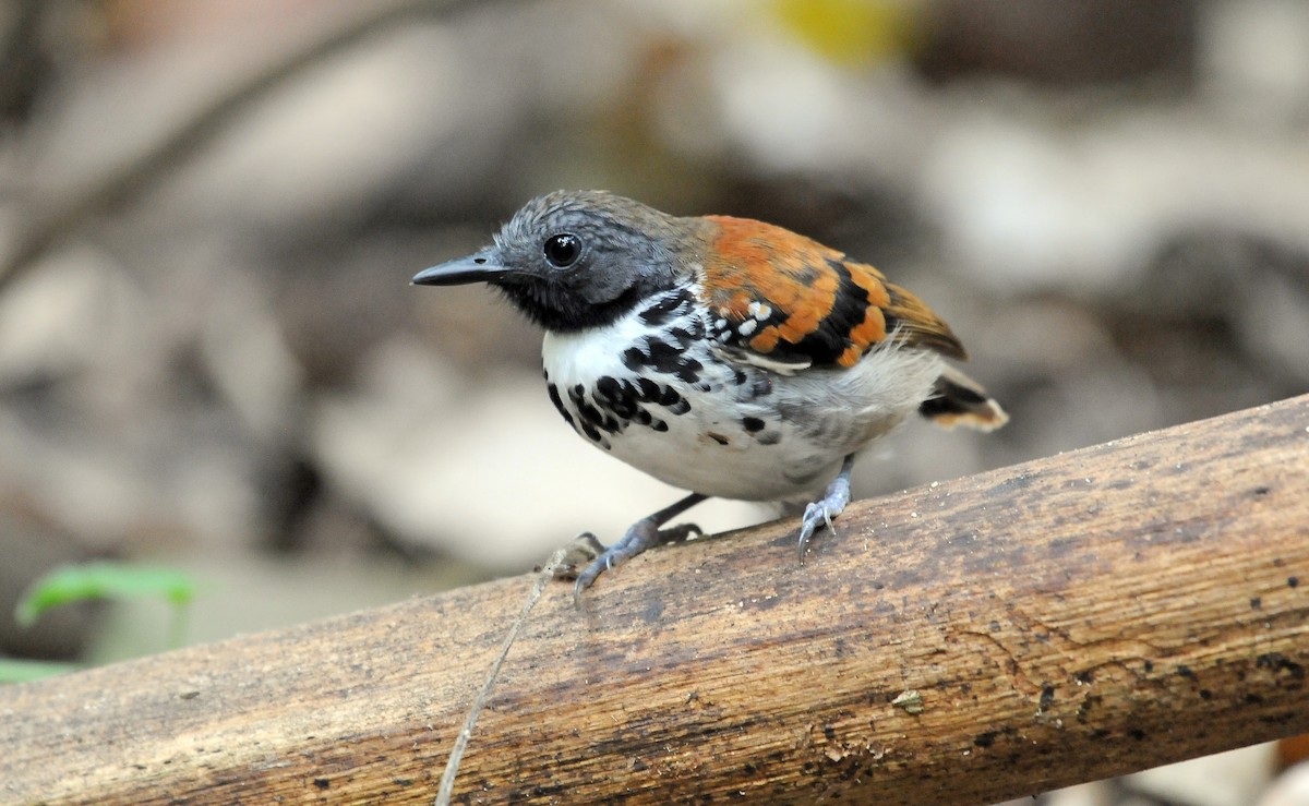 Spotted Antbird - ML145176971