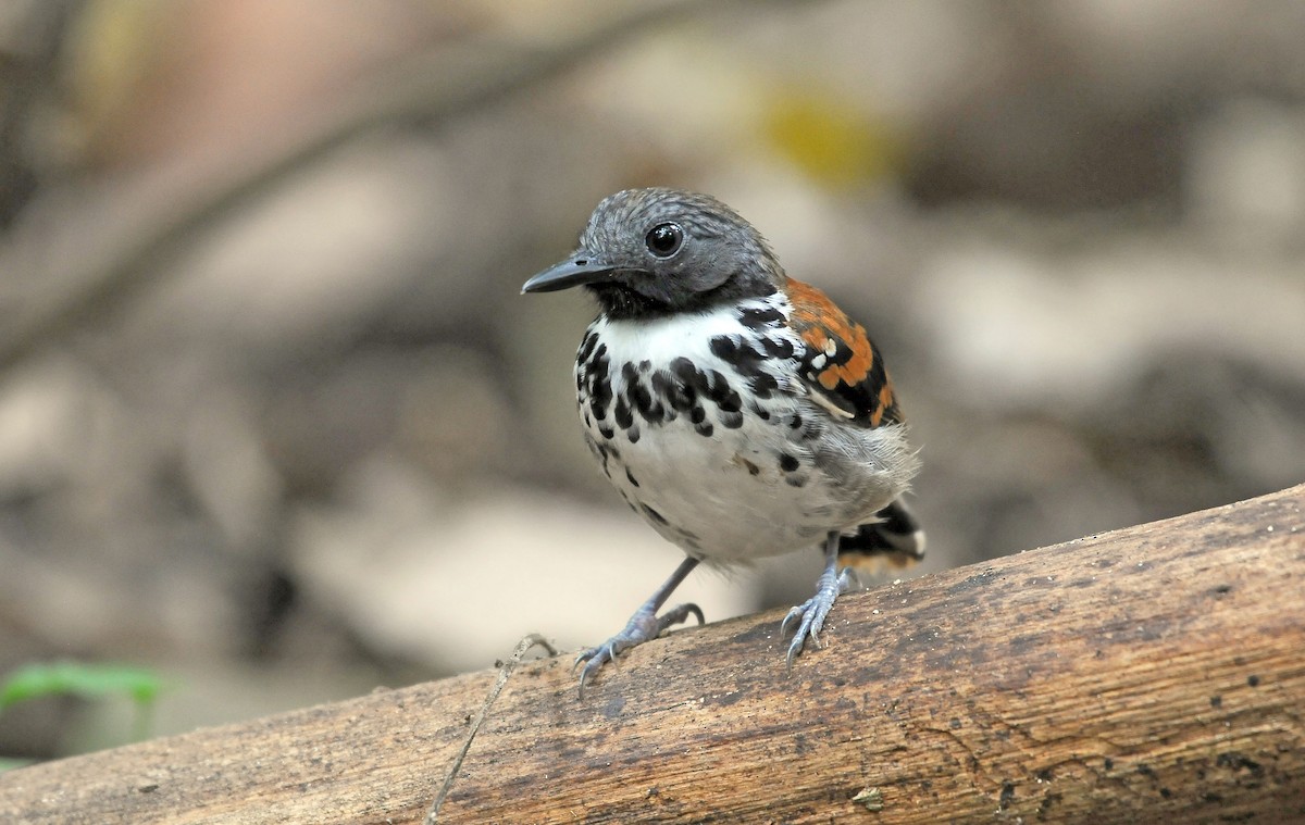 Spotted Antbird - ML145176991