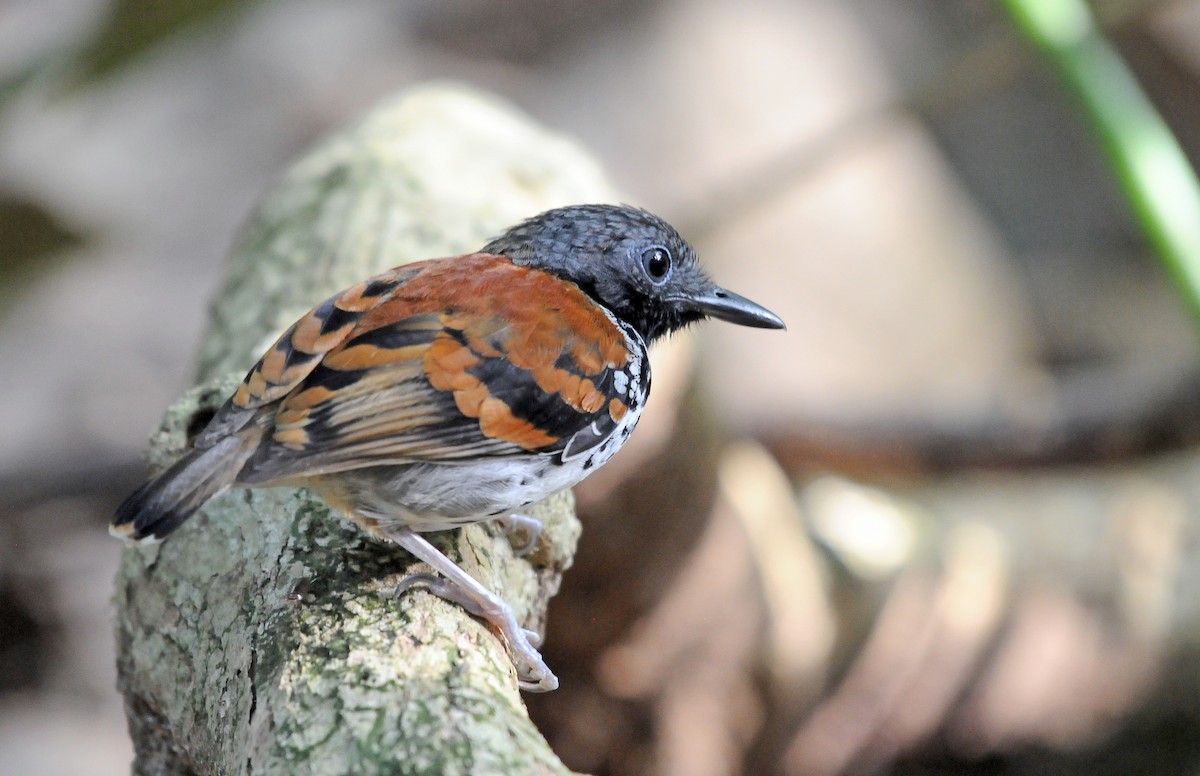 Spotted Antbird - ML145177011