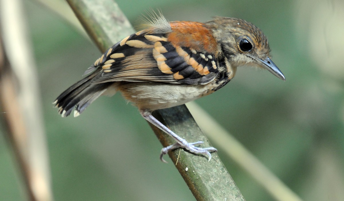Spotted Antbird - ML145177021