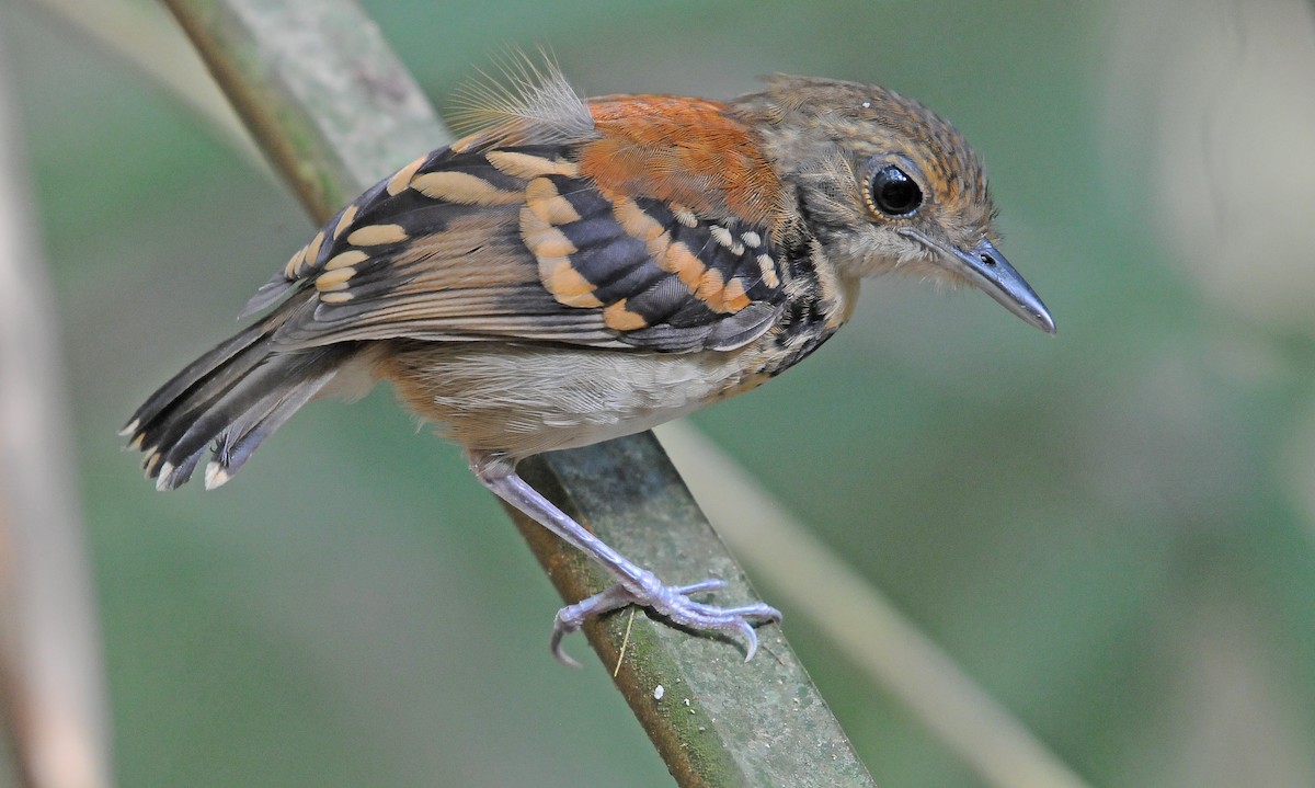 Spotted Antbird - ML145177031