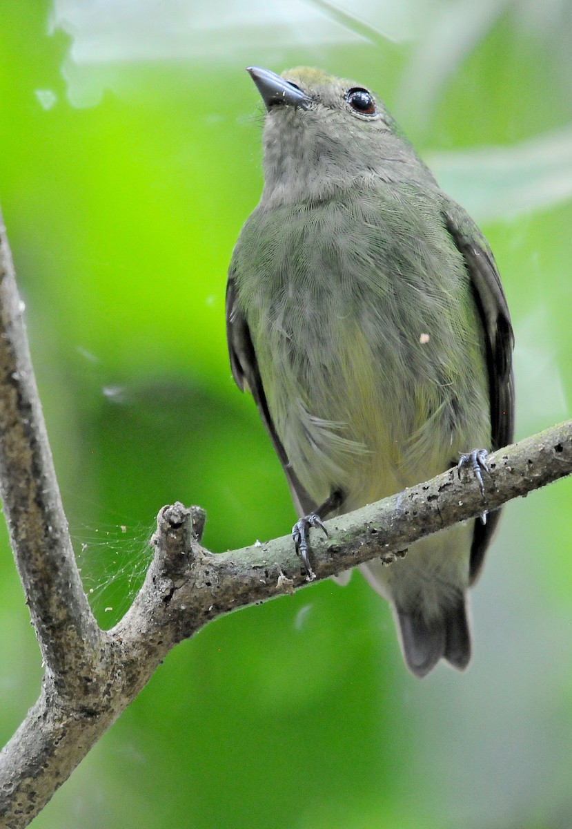 Red-capped Manakin - ML145177781