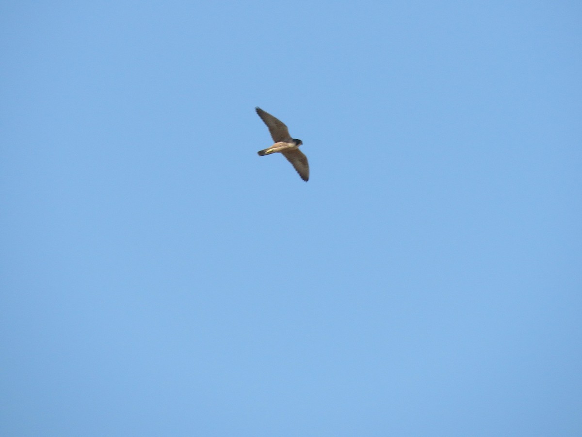 Peregrine Falcon - Denzil Britto