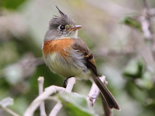  - Belted Flycatcher