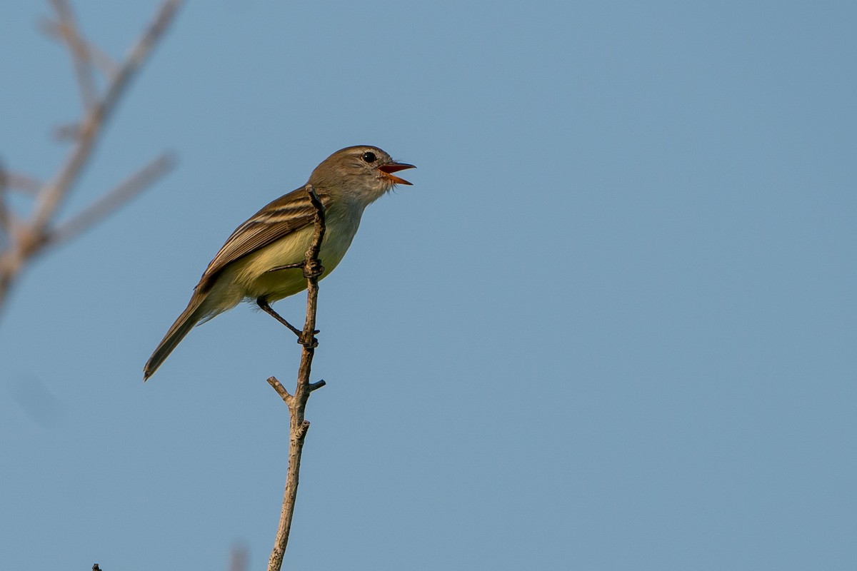 Southern Mouse-colored Tyrannulet - ML145181041