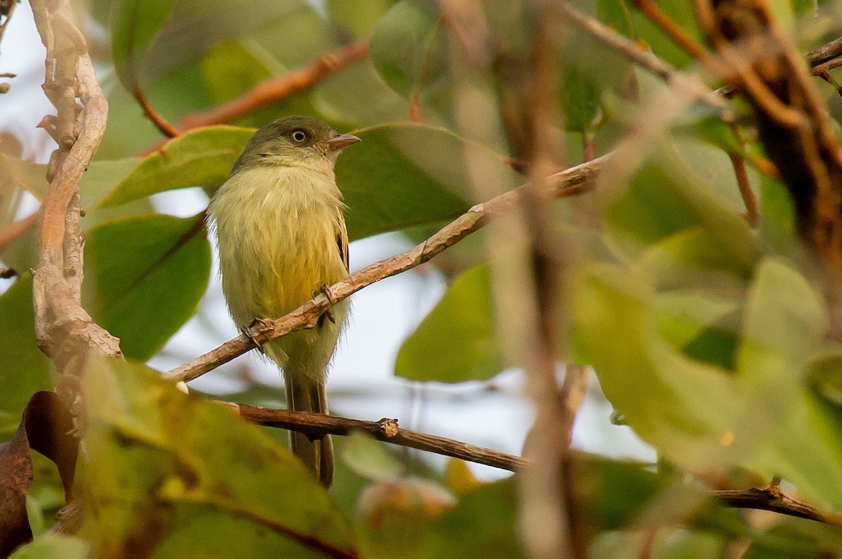 Chico's Tyrannulet - Joao Quental JQuental