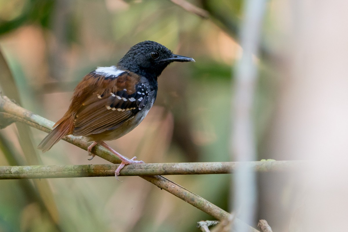 Chestnut-tailed Antbird (pallens) - Joao Quental JQuental