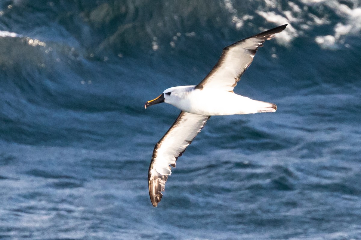 Atlantic Yellow-nosed Albatross - Ken Chamberlain