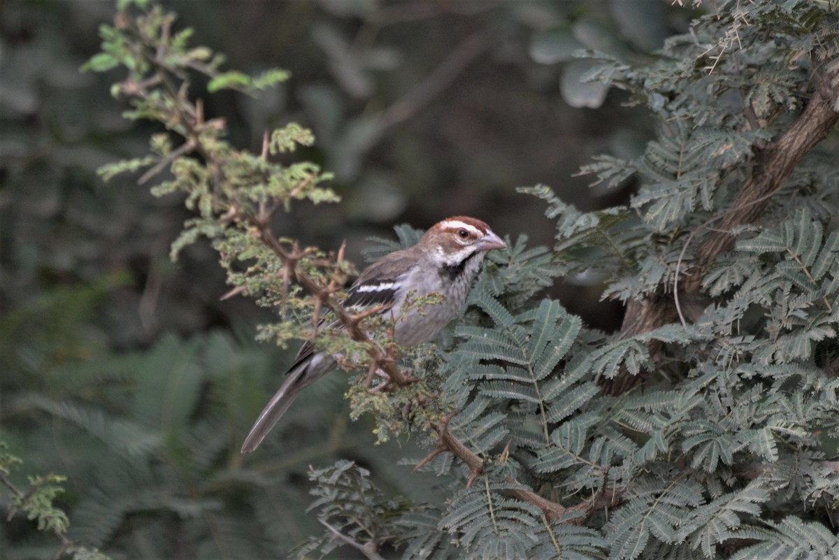 Chestnut-crowned Sparrow-Weaver - Eddie Williams