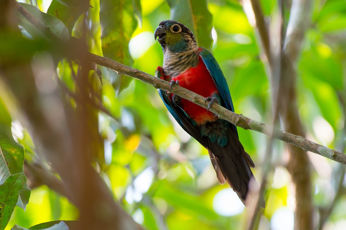 Crimson-bellied Parakeet - Joao Quental JQuental
