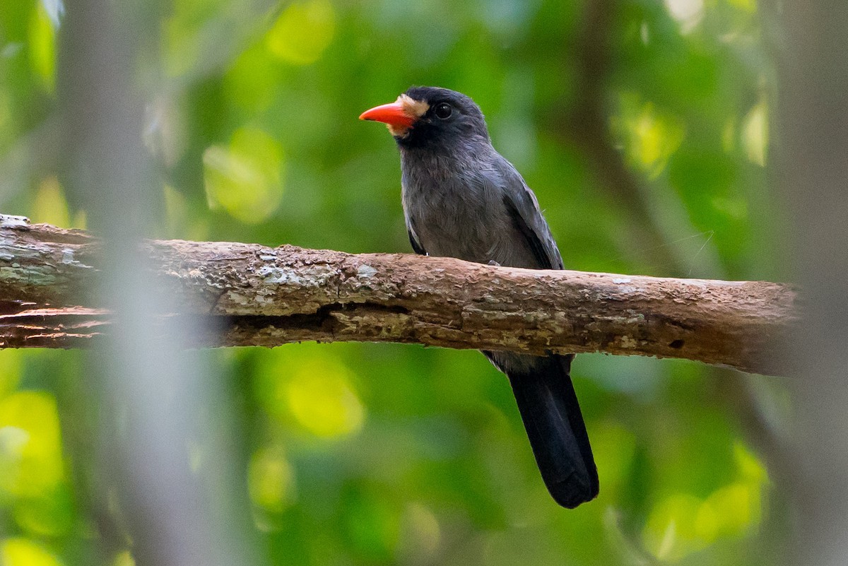 White-fronted Nunbird - Joao Quental JQuental