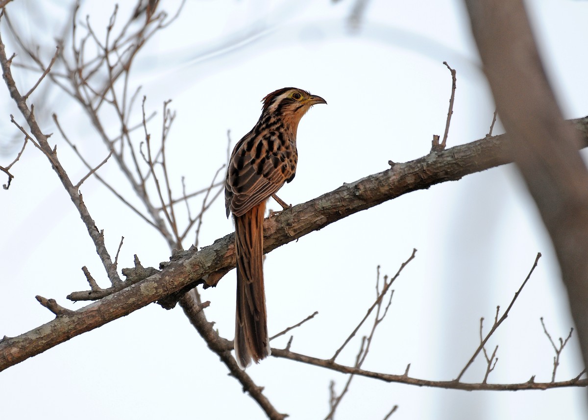Striped Cuckoo - Josanel Sugasti -photographyandbirdingtourspanama