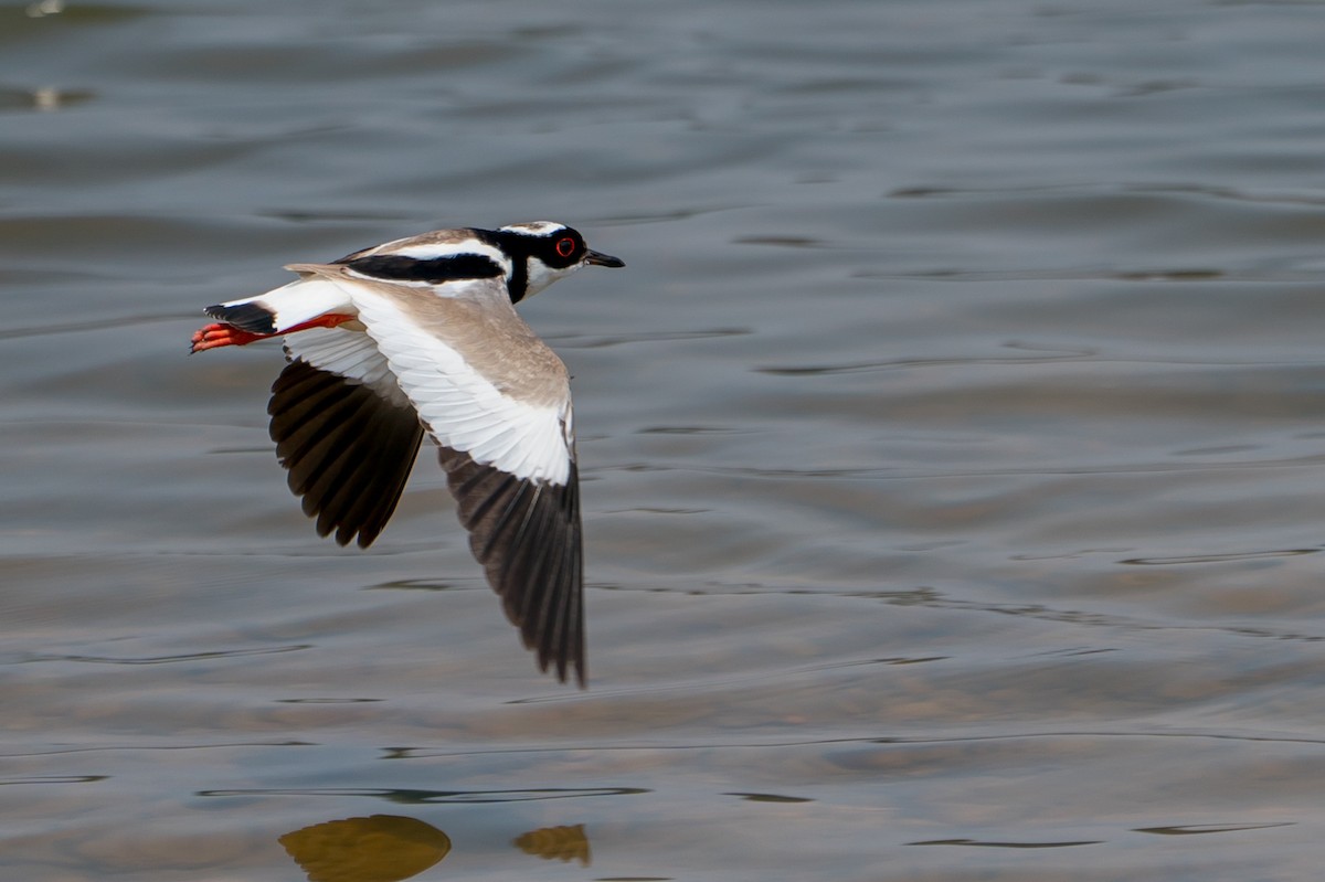 Pied Plover - Joao Quental JQuental