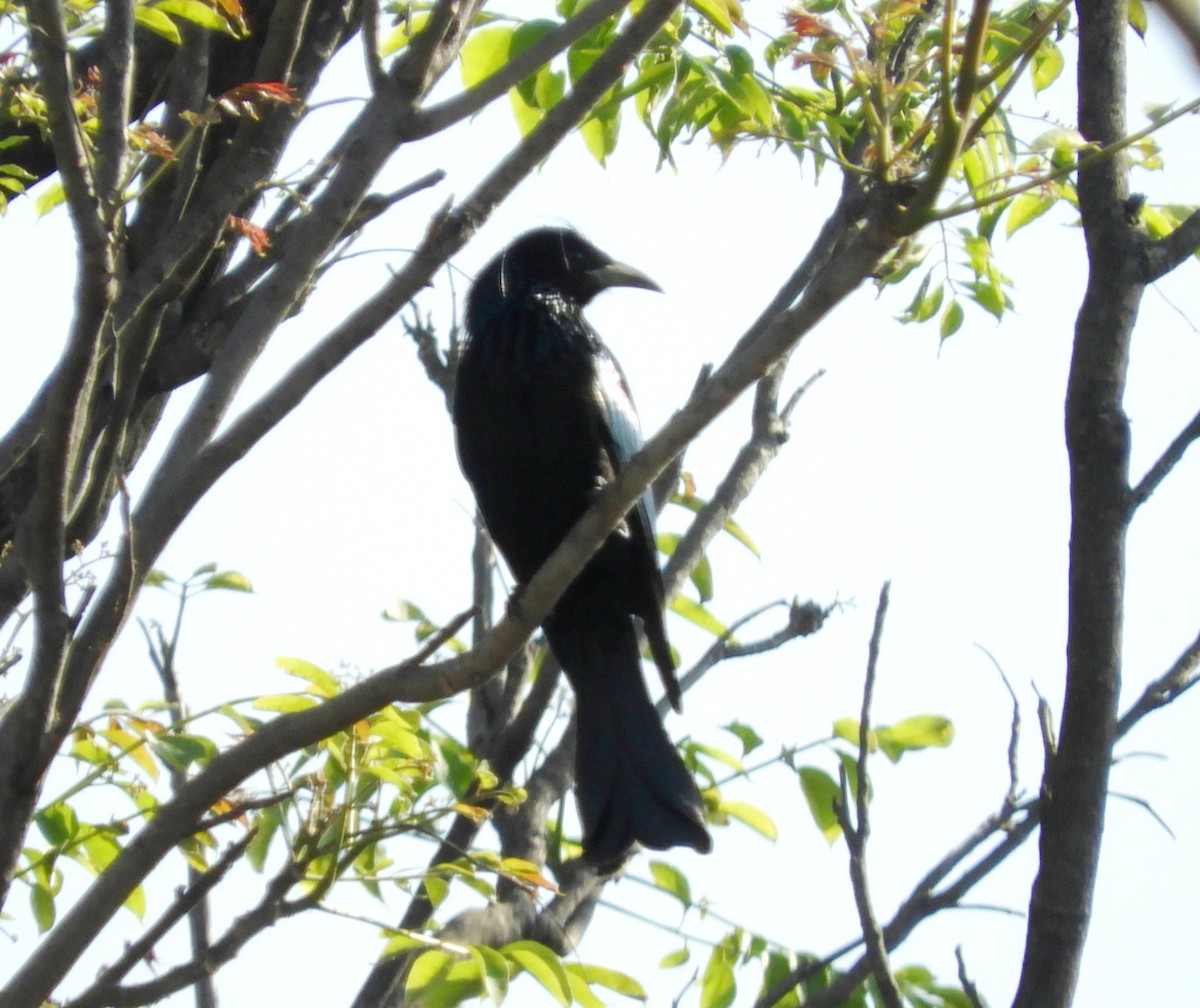 Hair-crested Drongo - ML145185571