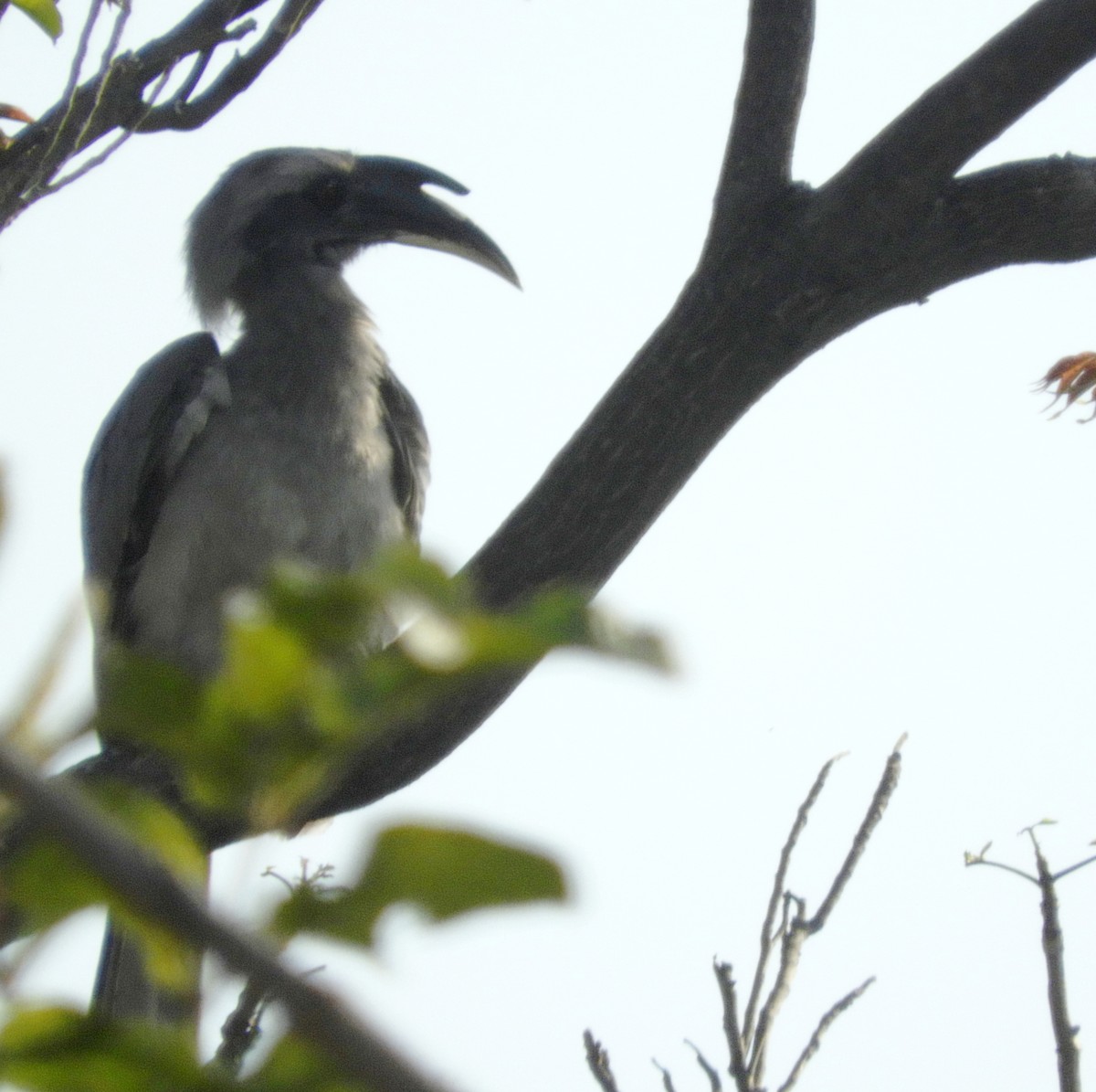 Indian Gray Hornbill - ML145186661