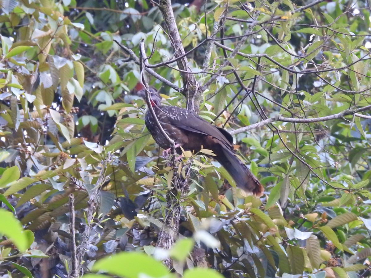 Band-tailed Guan - Santiago Pérez