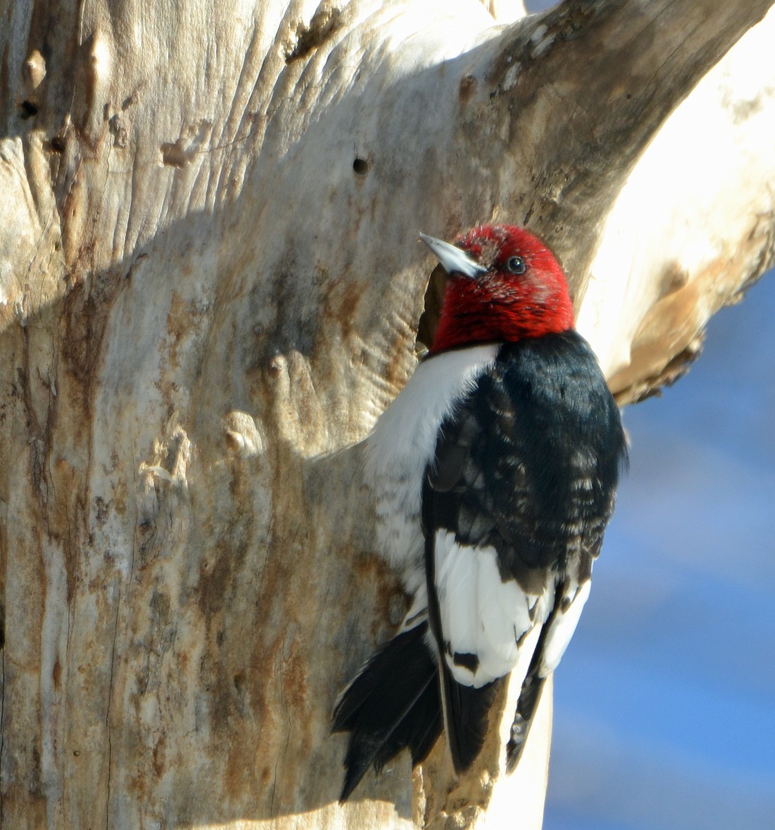 Red-headed Woodpecker - ML145187921