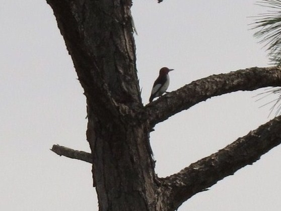 Red-headed Woodpecker - Guiller Mina