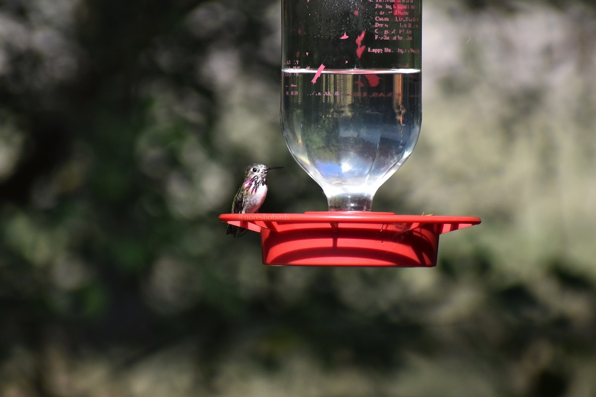 Calliope Hummingbird - ML145188641
