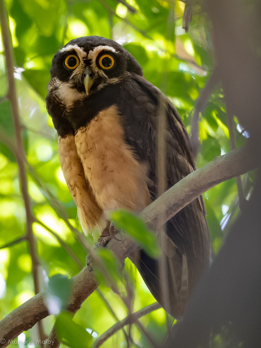 Spectacled Owl - ML145189751