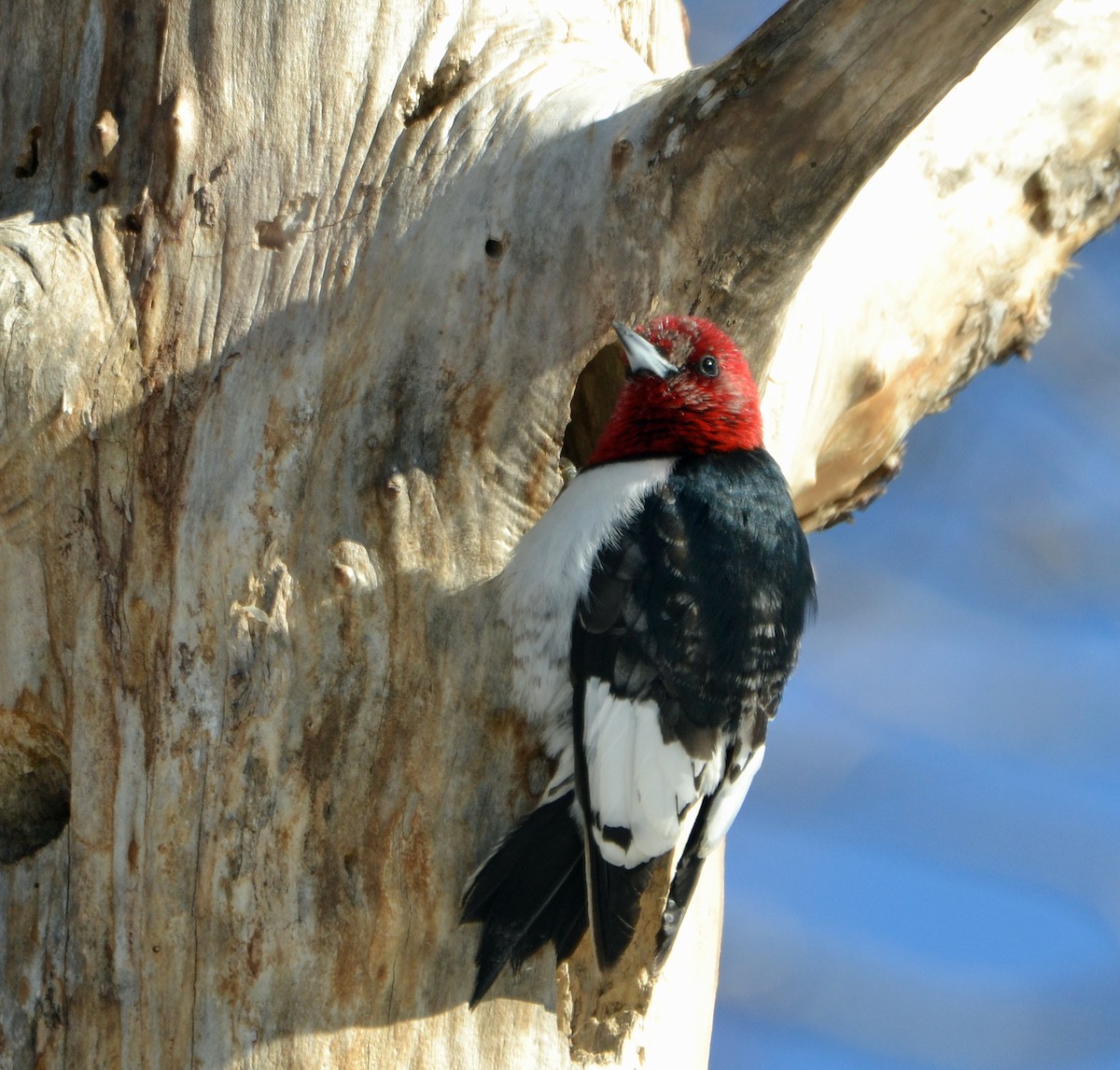Red-headed Woodpecker - ML145189851