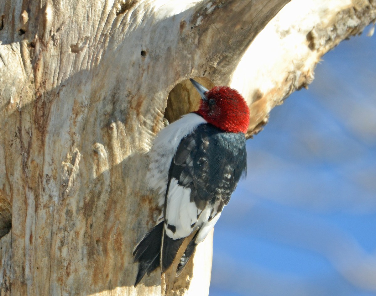 Red-headed Woodpecker - ML145189901
