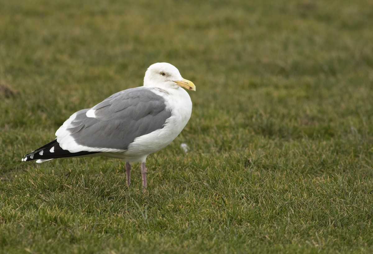 Western Gull - Logan Lalonde