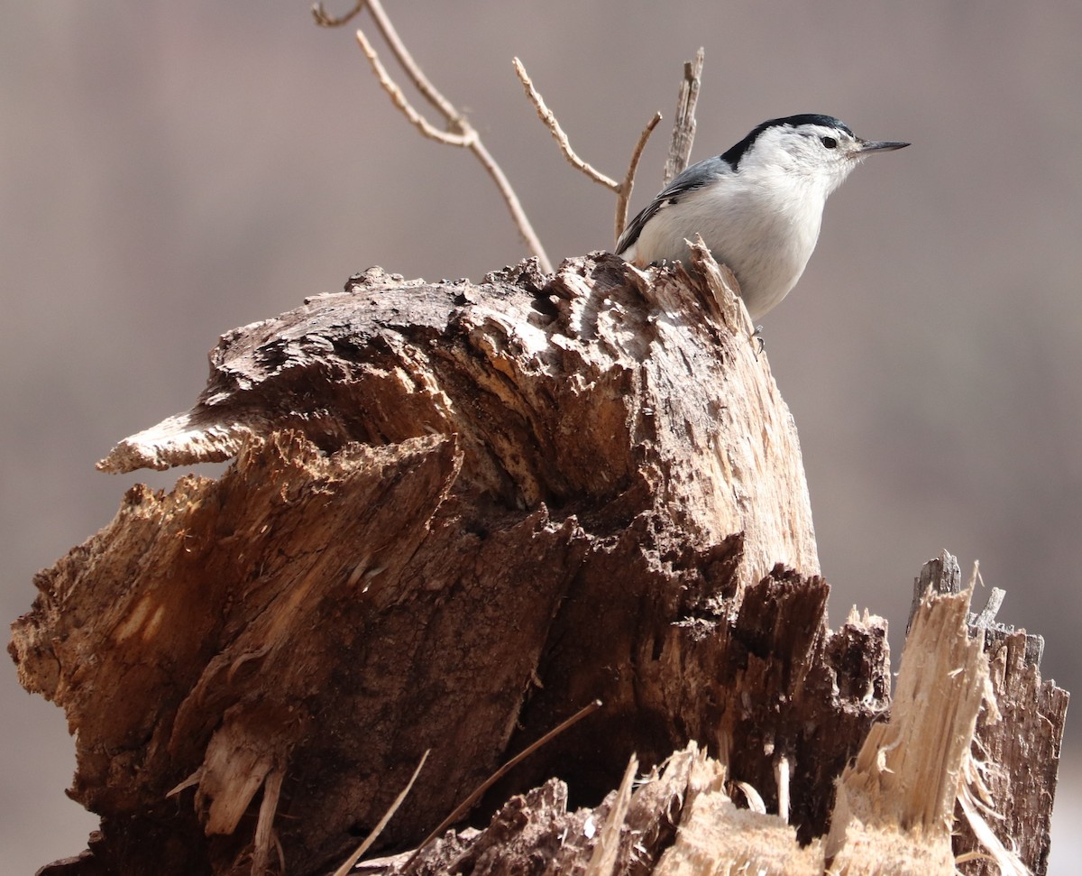 White-breasted Nuthatch - ML145191711