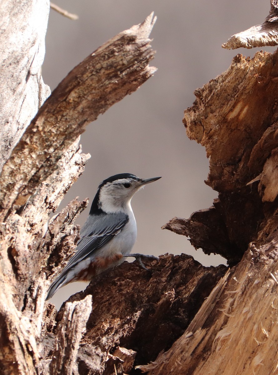 White-breasted Nuthatch - ML145191771