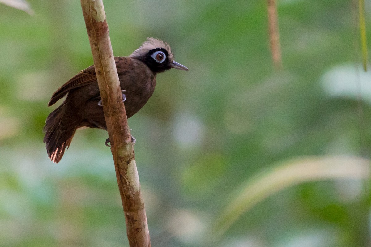Hairy-crested Antbird - Joao Quental JQuental