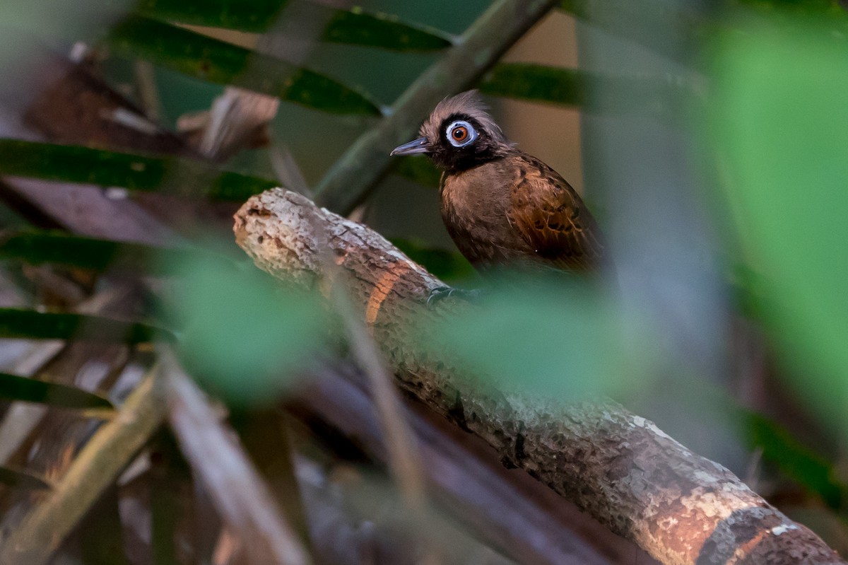 Hairy-crested Antbird - Joao Quental JQuental