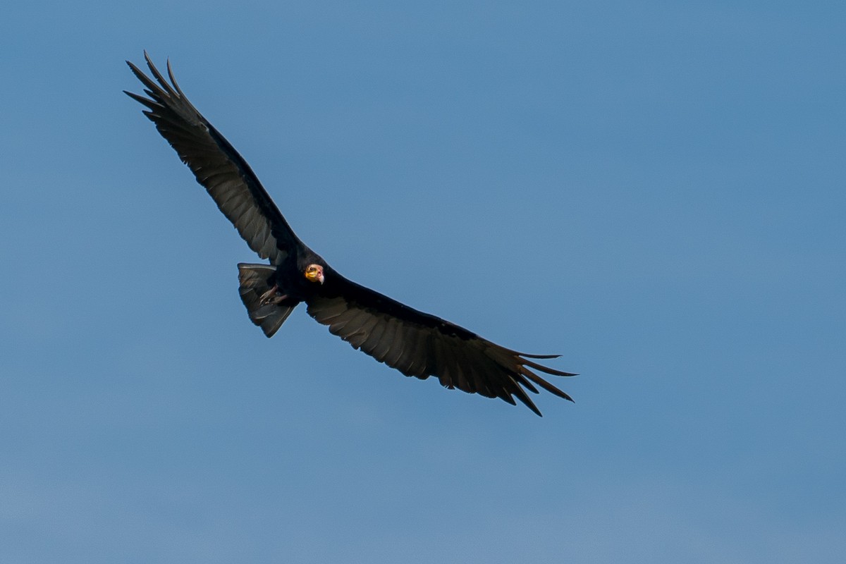 Greater Yellow-headed Vulture - ML145193101
