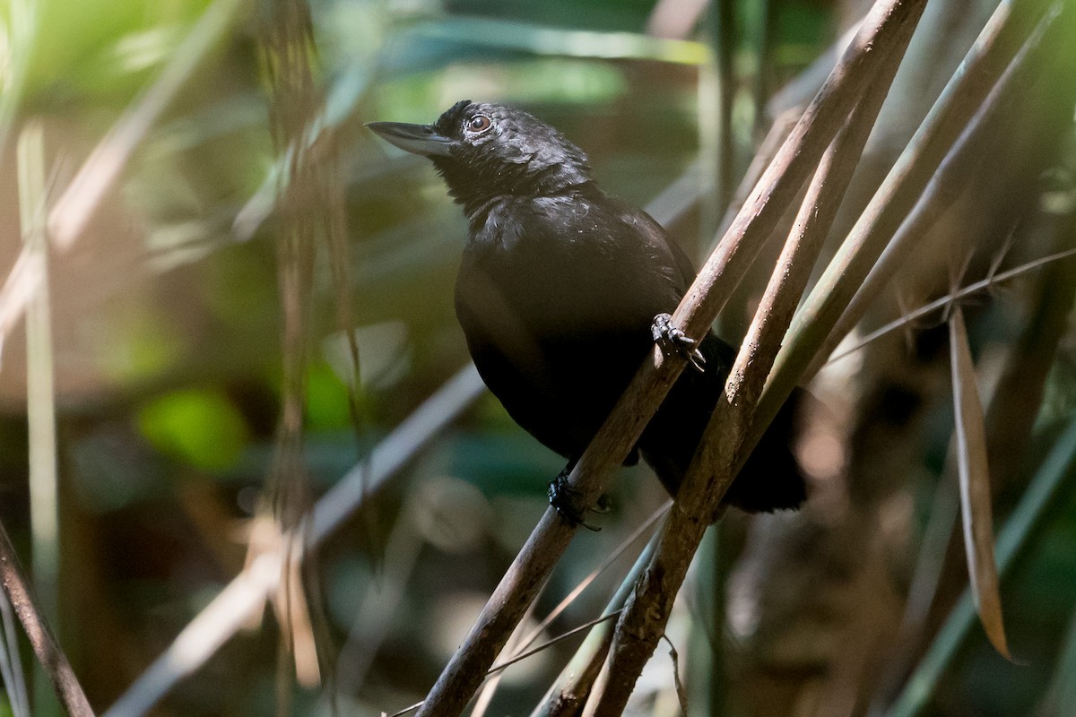Black Bushbird - Joao Quental JQuental