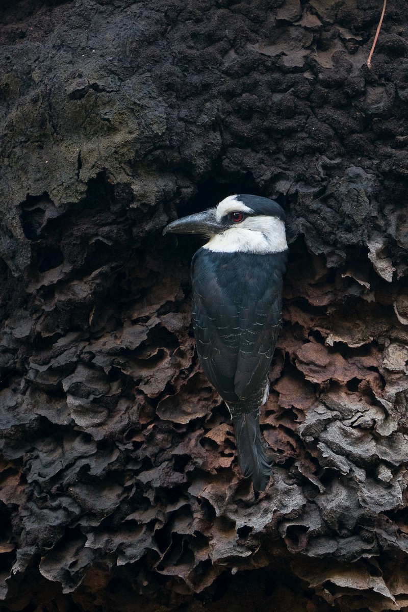 White-necked Puffbird - Joao Quental JQuental