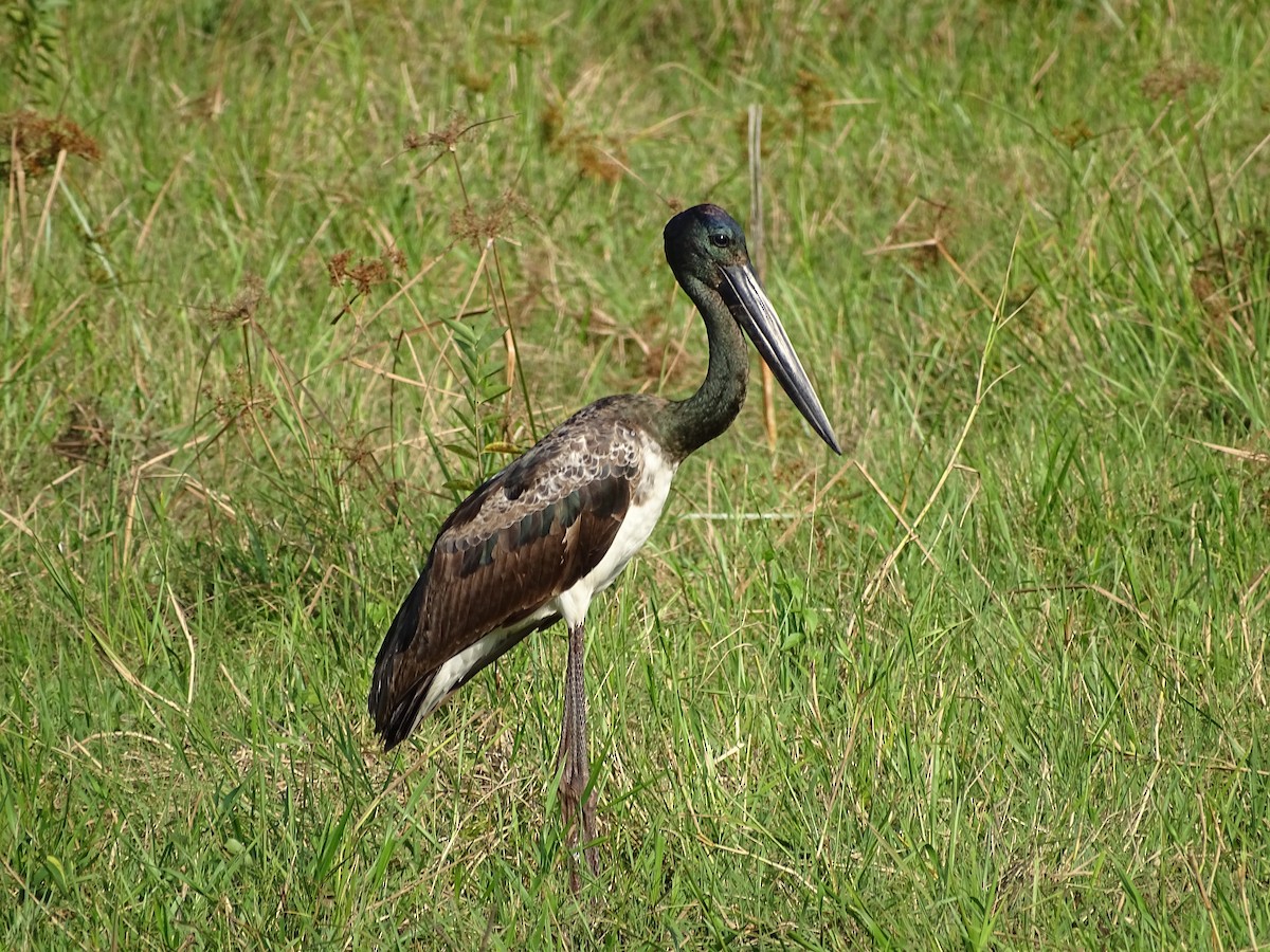 Black-necked Stork - ML145194601