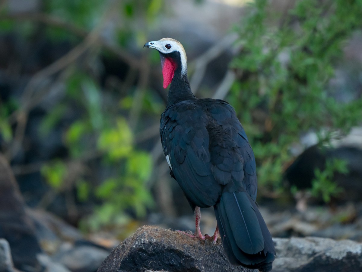 Red-throated Piping-Guan - ML145194661