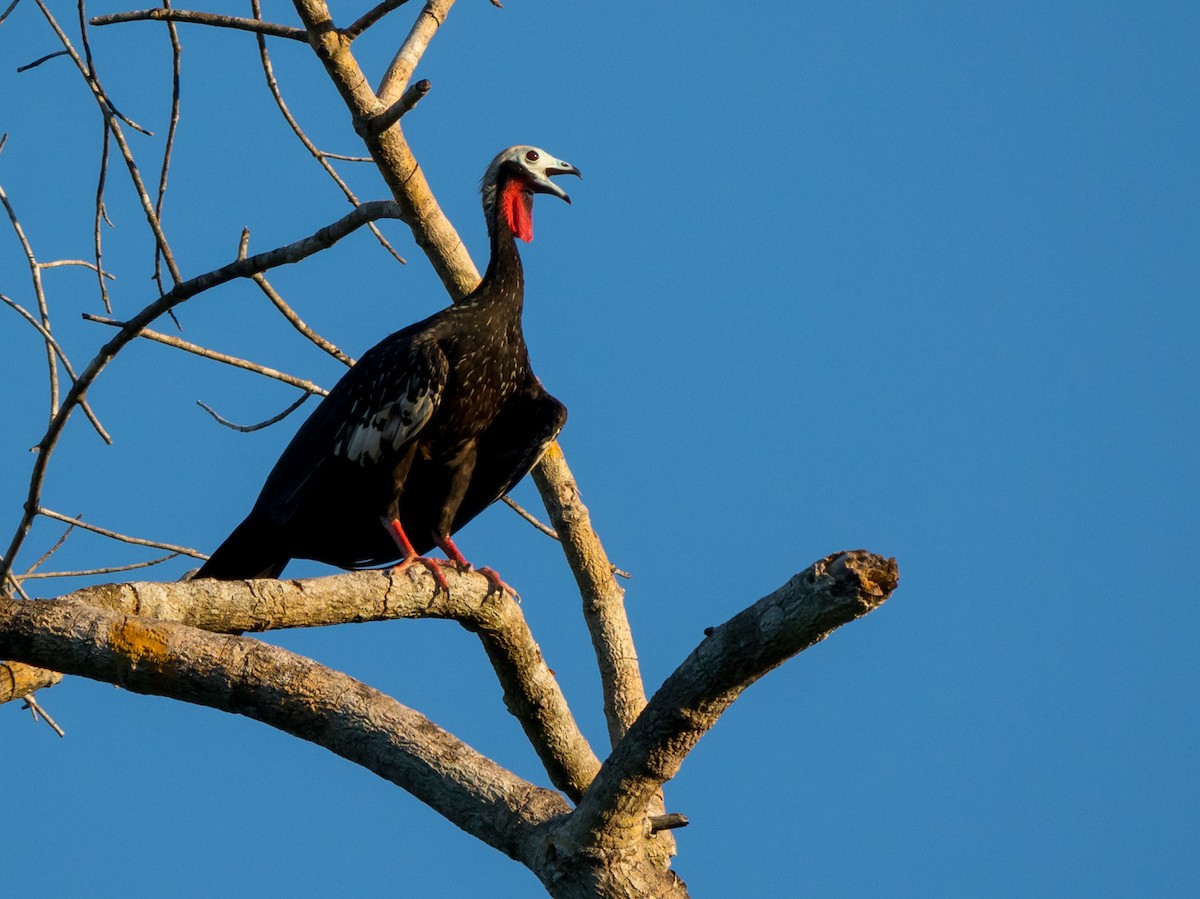 Red-throated Piping-Guan - Joao Quental JQuental