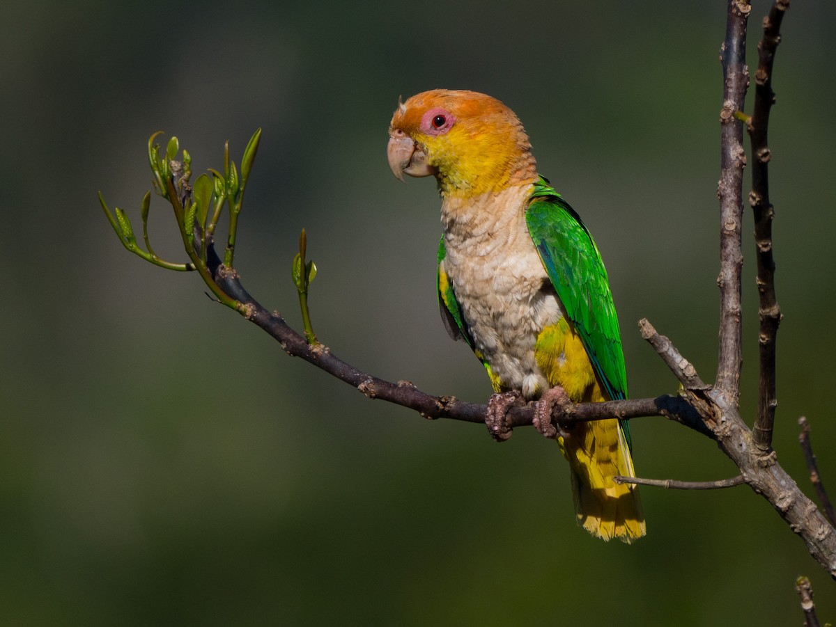 White-bellied Parrot - Joao Quental JQuental