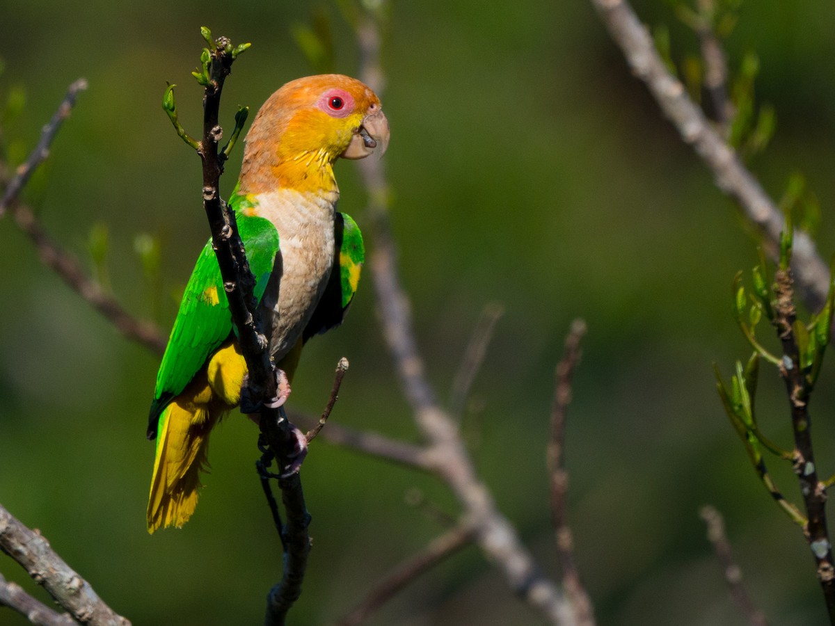 White-bellied Parrot - Joao Quental JQuental