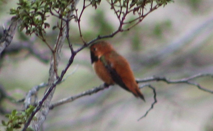 Rufous Hummingbird - Richard Norton