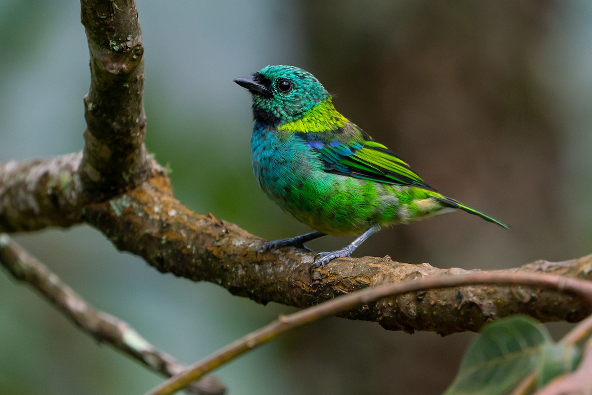 Green-headed Tanager - Joao Quental JQuental