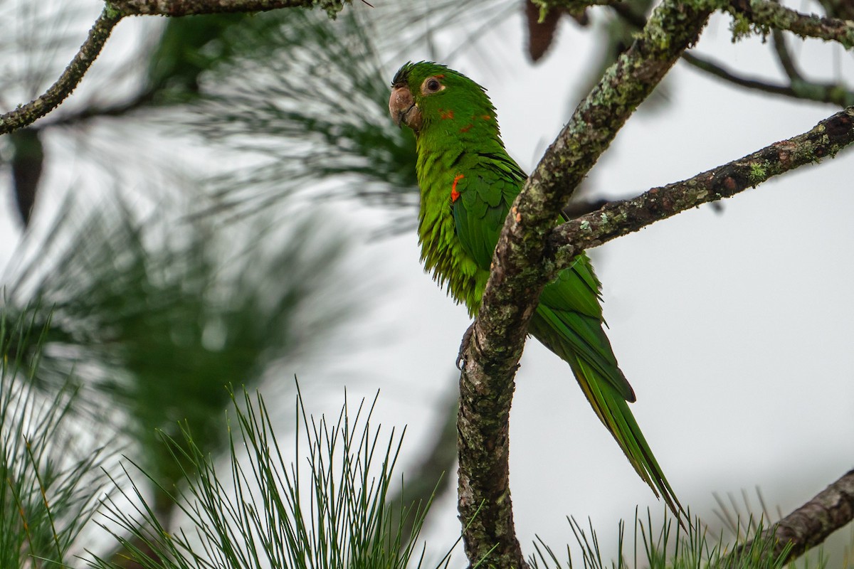White-eyed Parakeet - Joao Quental JQuental