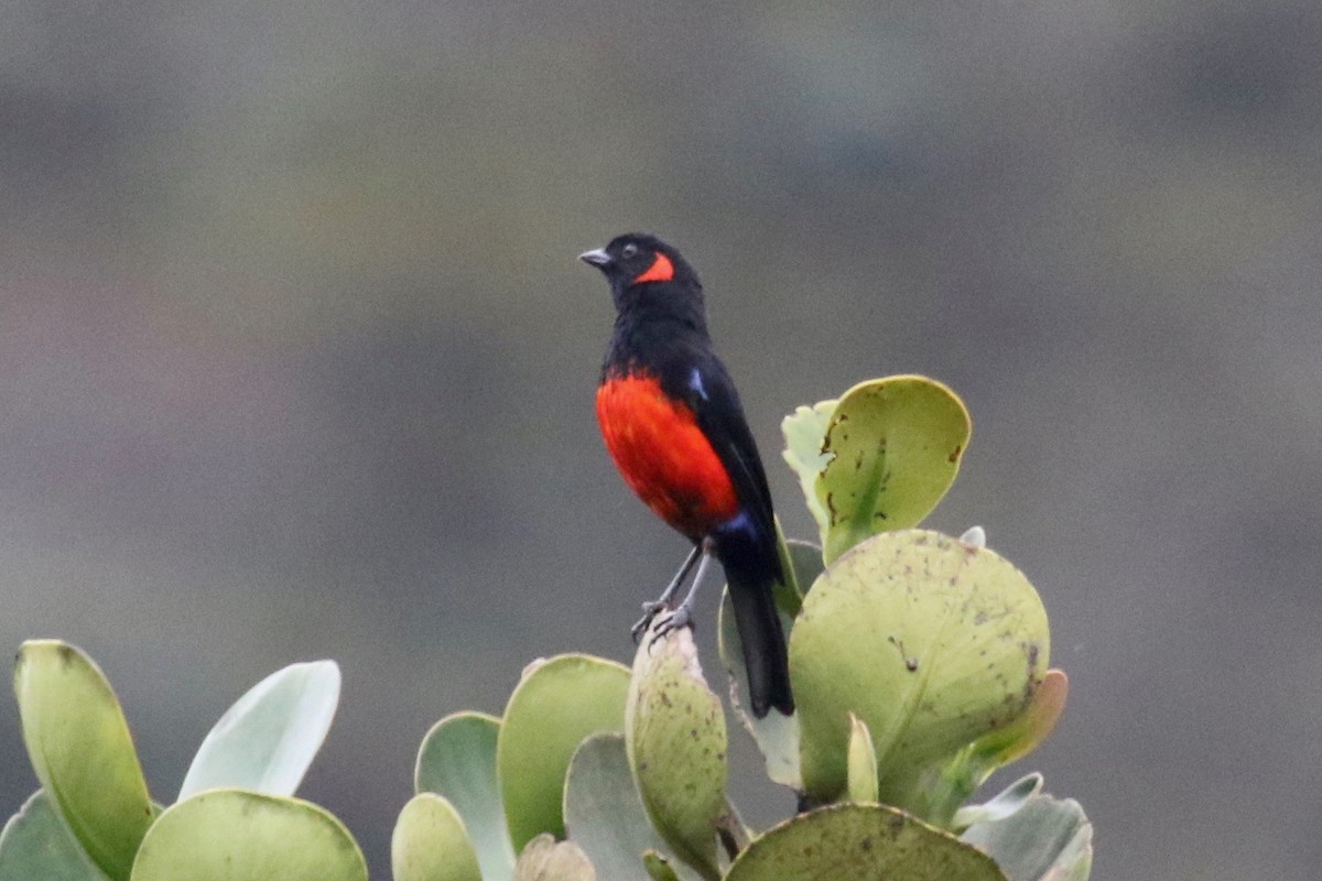 Scarlet-bellied Mountain Tanager - Gil Ewing