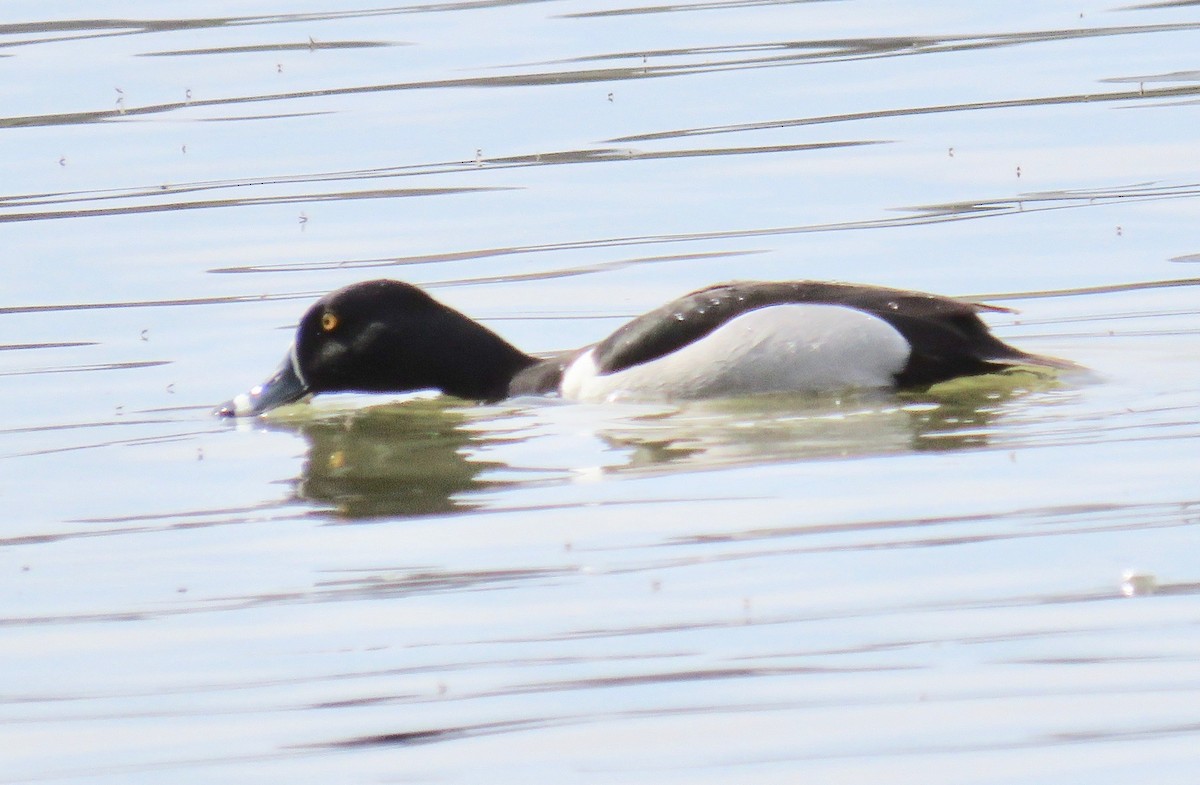 Ring-necked Duck - michele ramsey
