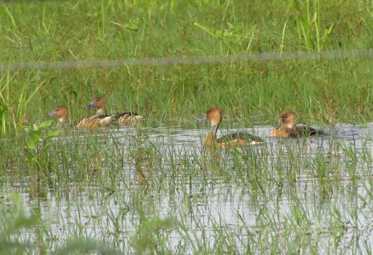 Fulvous Whistling-Duck - ML145207881